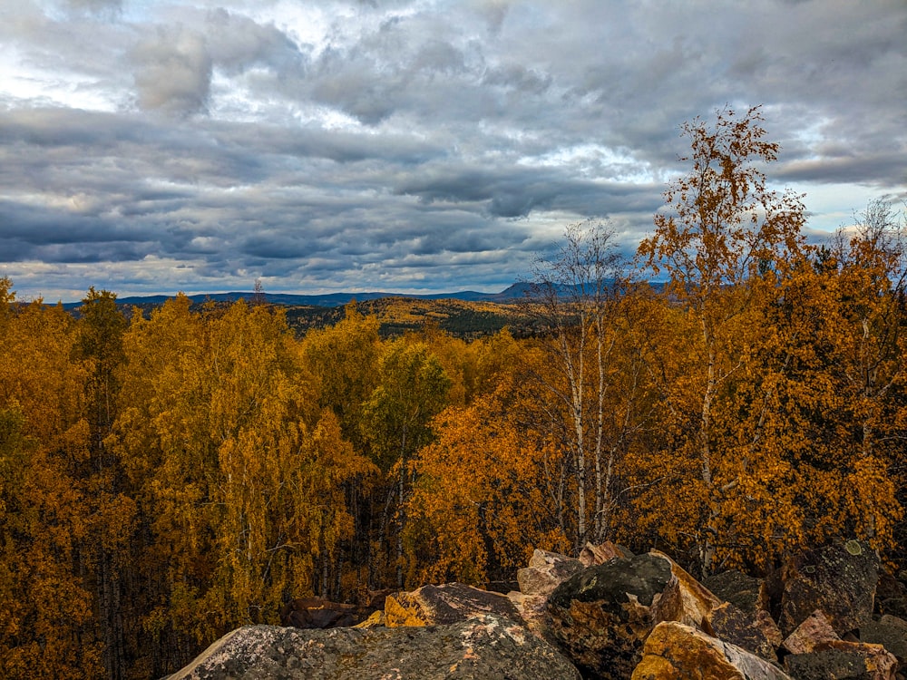 Un bosque lleno de muchos árboles bajo un cielo nublado