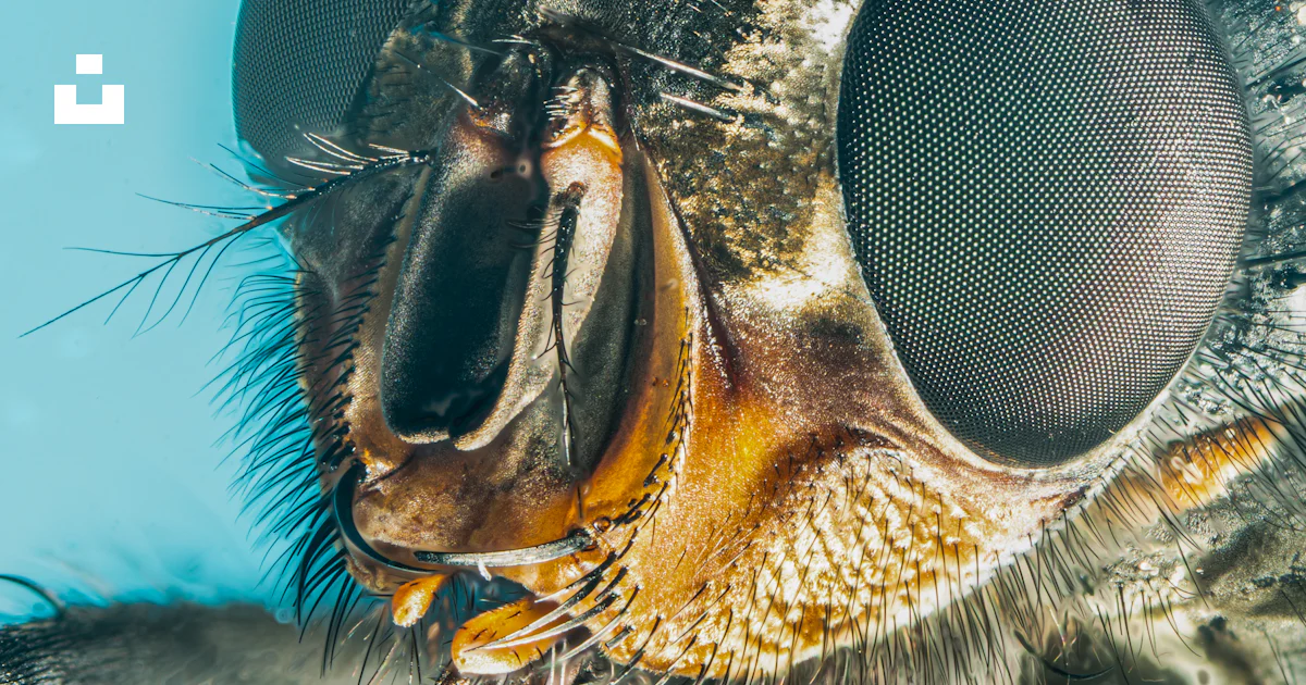 A close up view of a fly's eyes photo – Free Insect Image on Unsplash