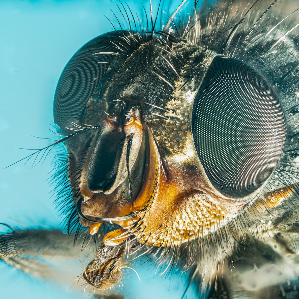 a close up view of a fly's eyes