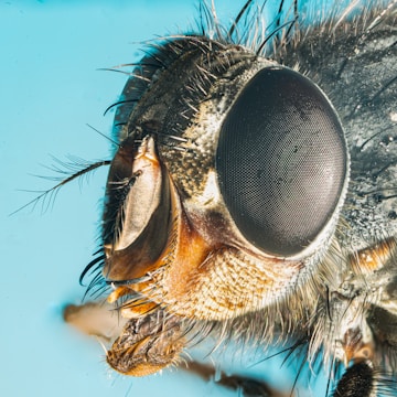 Macro shot of a nymph fly showcasing fine wire and bead head.