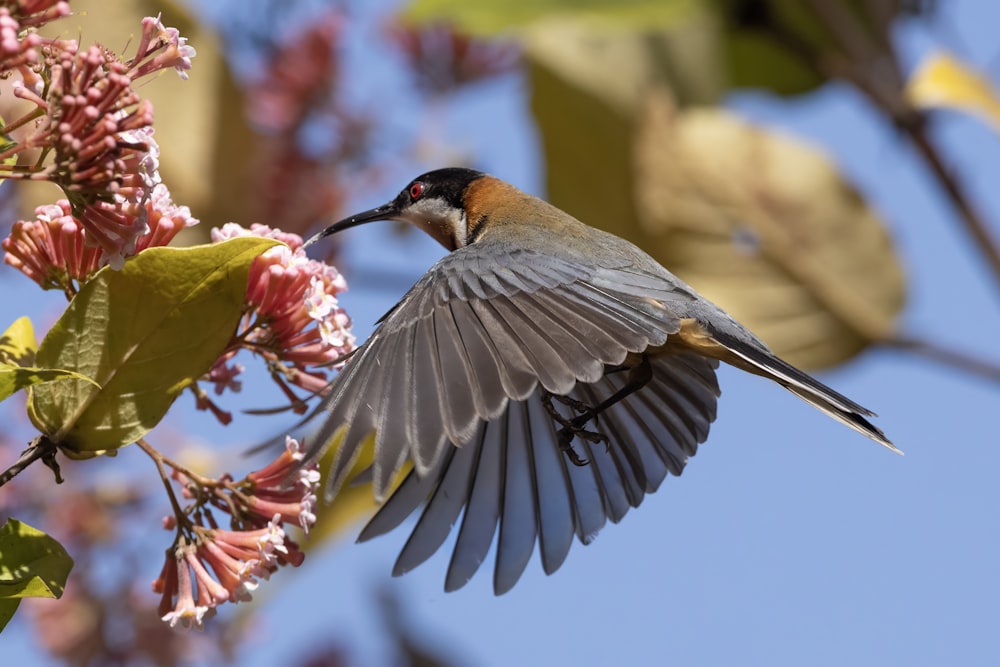 Ein Vogel fliegt in der Luft neben einem Baum