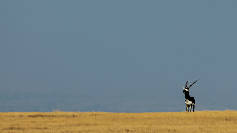 an antelope standing in a dry grass field