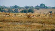 A herd of impalas gracefully bounding across an open plain, dust rising behind them.