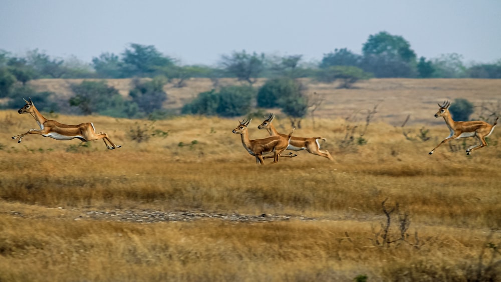 a herd of antelope running across a dry grass field