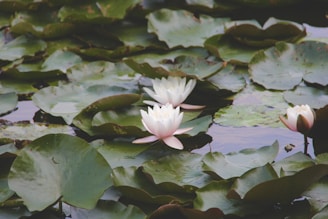 White water lilies float on a pond, surrounded by large, flat green leaves. The flowers have delicate petals and the water reflects some of the natural light.