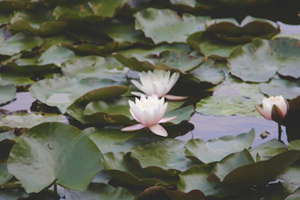 Rustic water lilies with broad green leaves floating gently on a natural pond.
