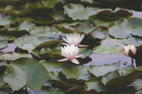 White water lilies float on a pond, surrounded by large, flat green leaves. The flowers have delicate petals and the water reflects some of the natural light.