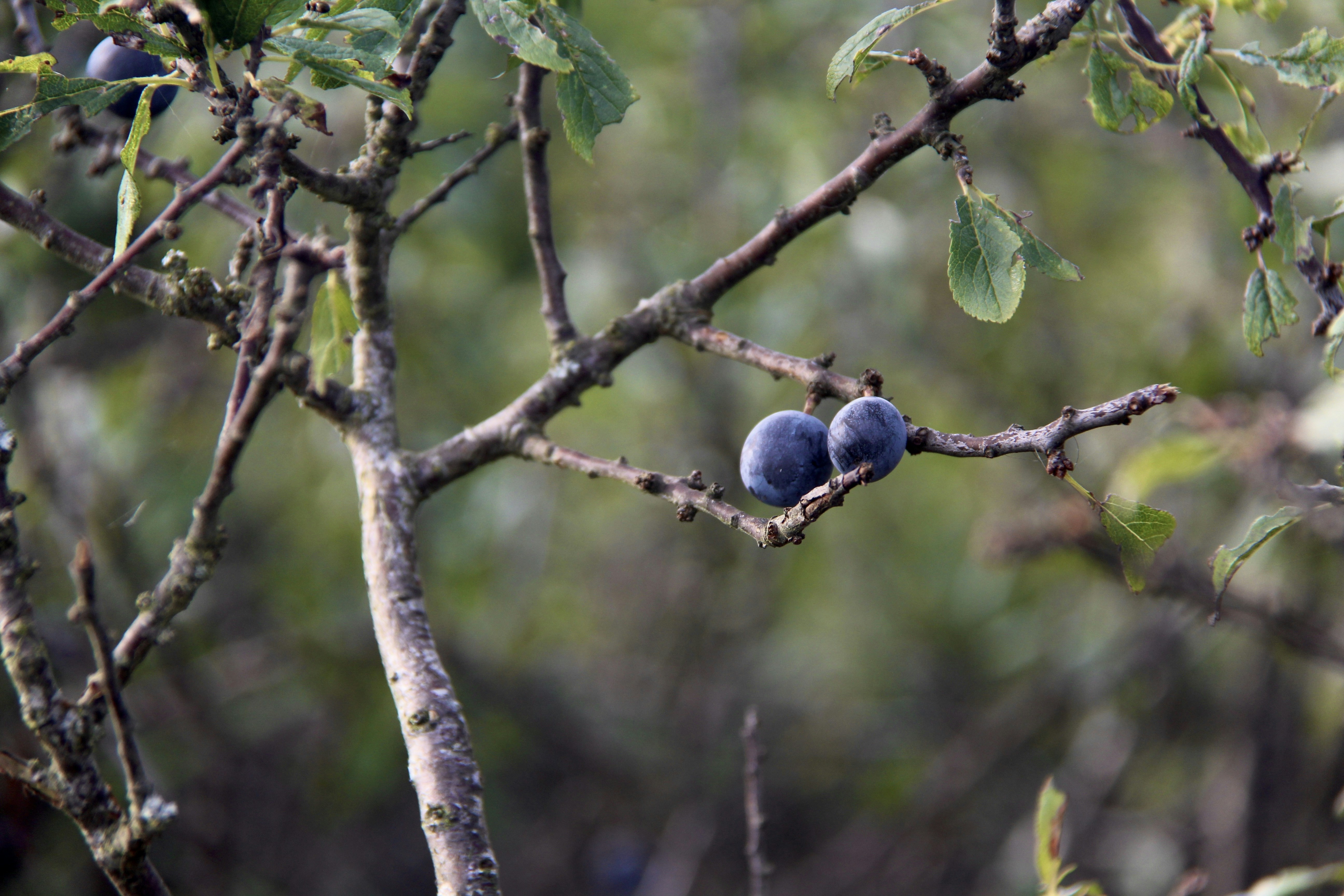 a couple of blue birds sitting on top of a tree branch