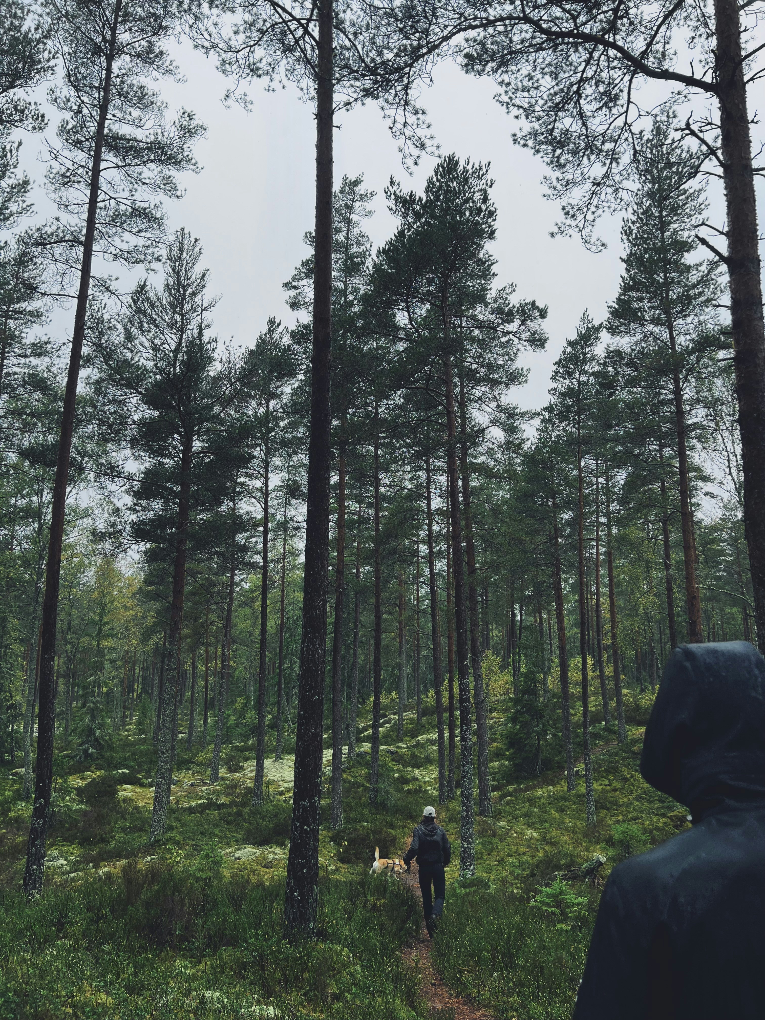 犬と森の中を歩く人