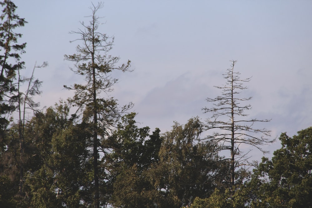 a group of trees with a sky in the background