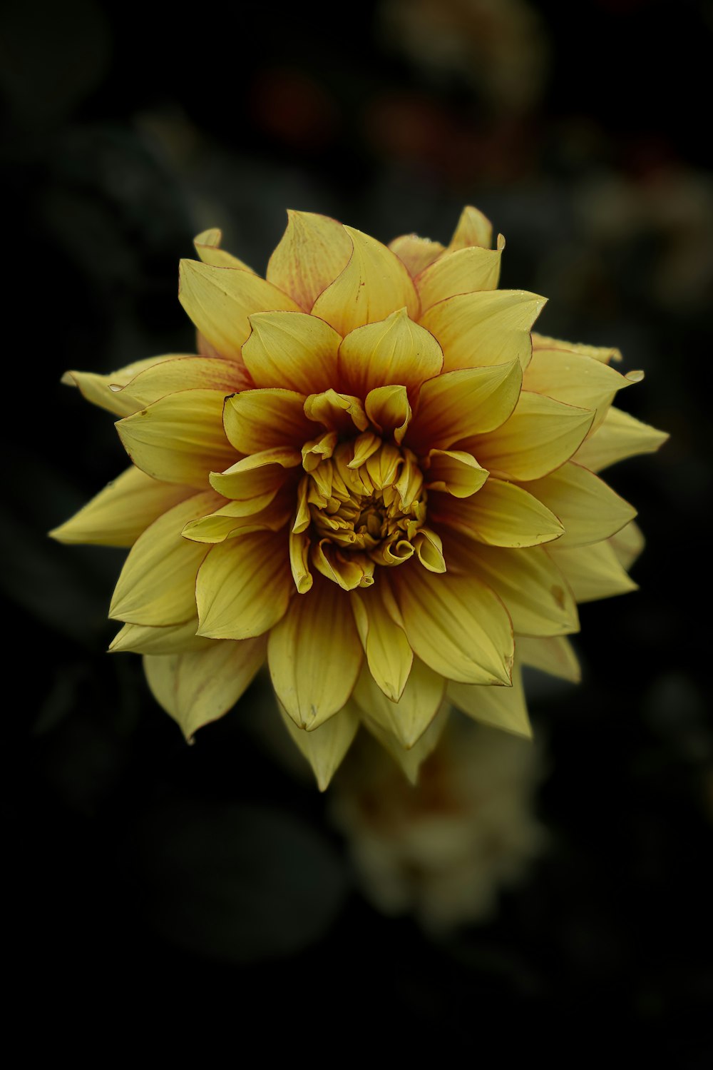 a close up of a yellow flower on a black background