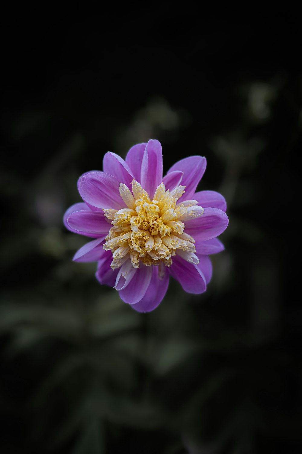 a close up of a purple flower with a yellow center