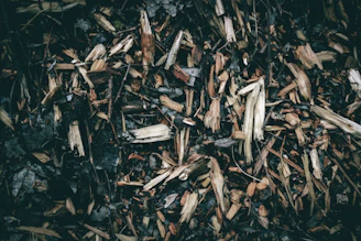 Forest residues being collected carefully for energy projects.