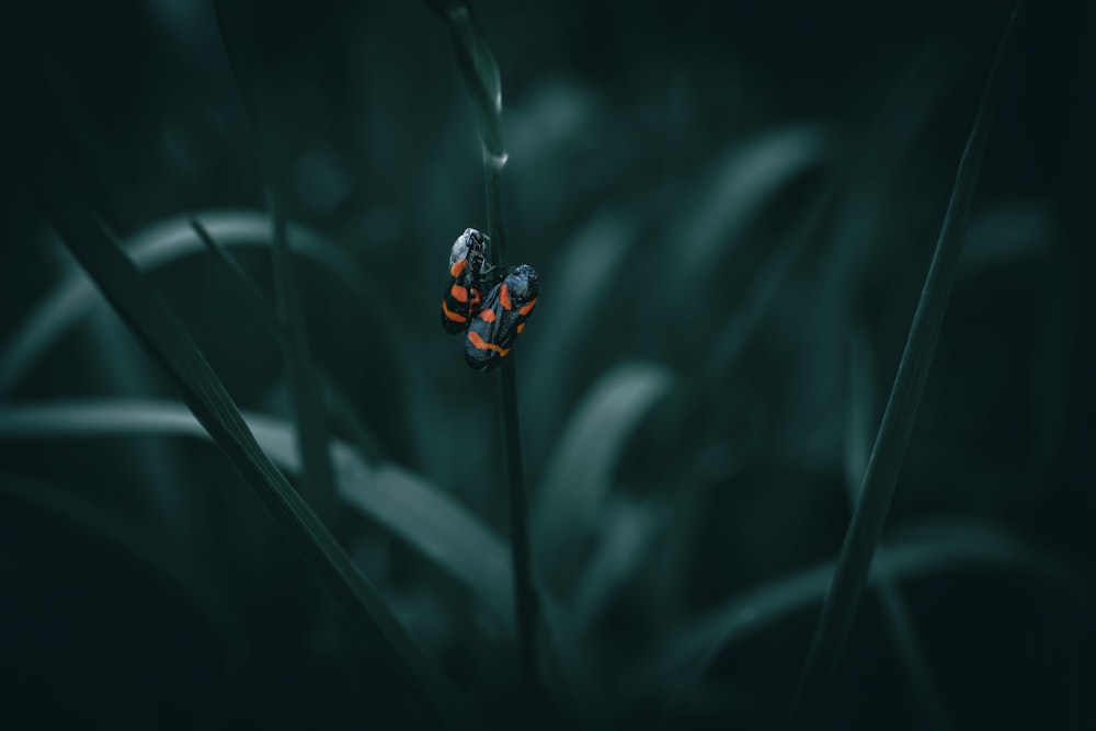 Un insecto sentado encima de una planta verde