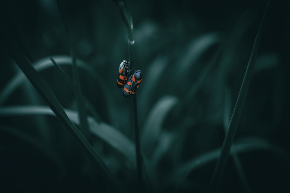 a bug sitting on top of a green plant