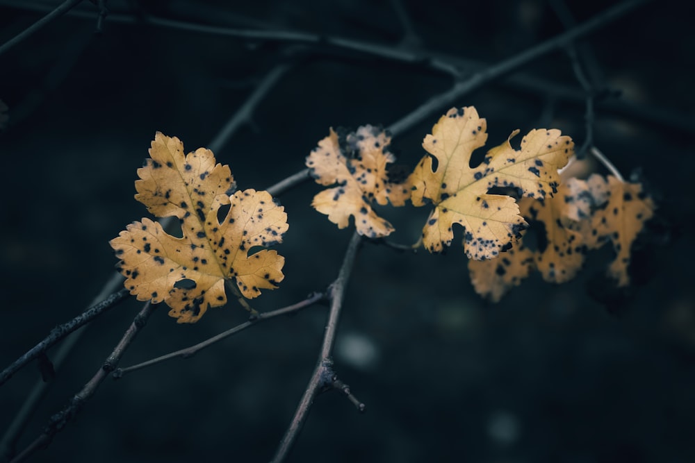 a branch with yellow leaves on it