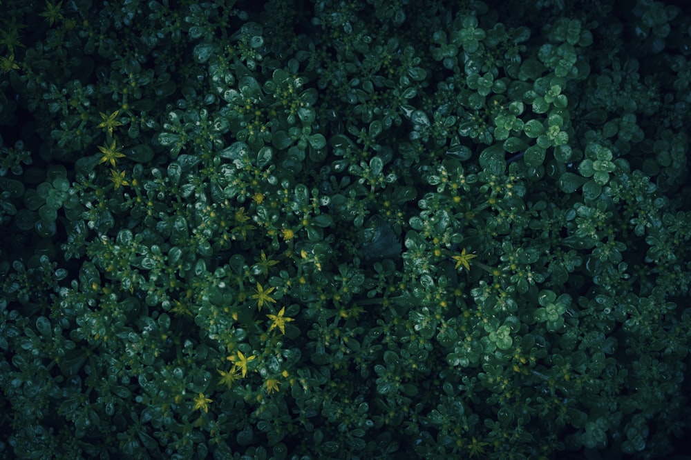 the top view of a green forest with lots of leaves