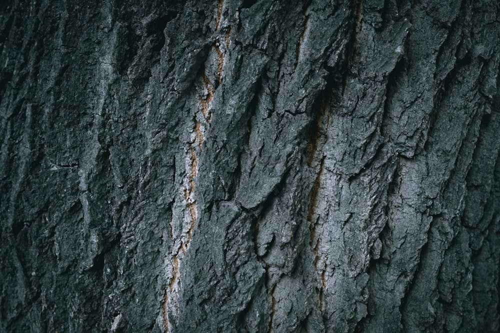 un primo piano di un tronco d'albero con corteccia scrostata