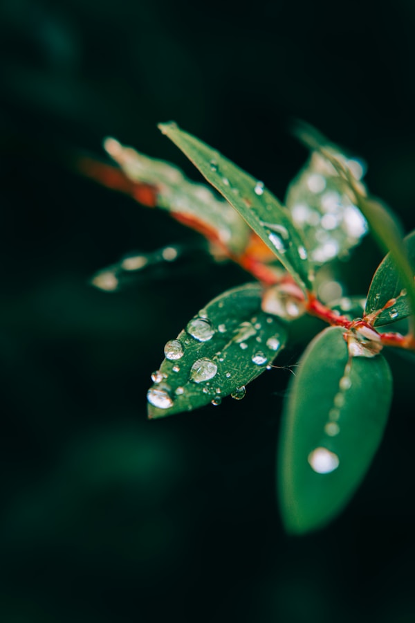 A green leaf with drops of water on it
