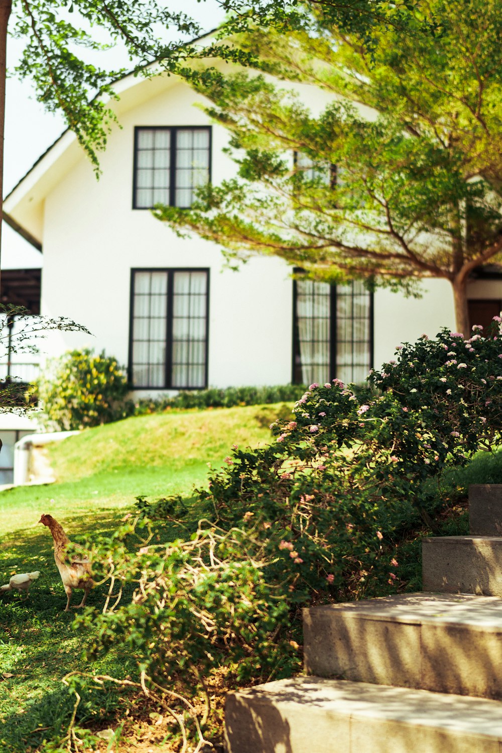 a bird is standing on some steps in front of a house