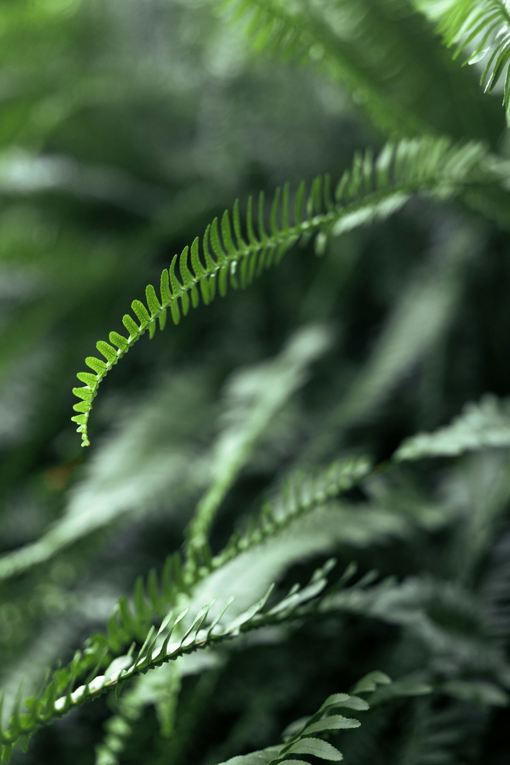 a close up of a green plant with lots of leaves