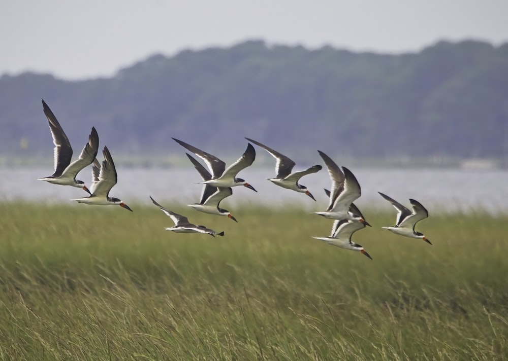 a flock of birds flying over a lush green field