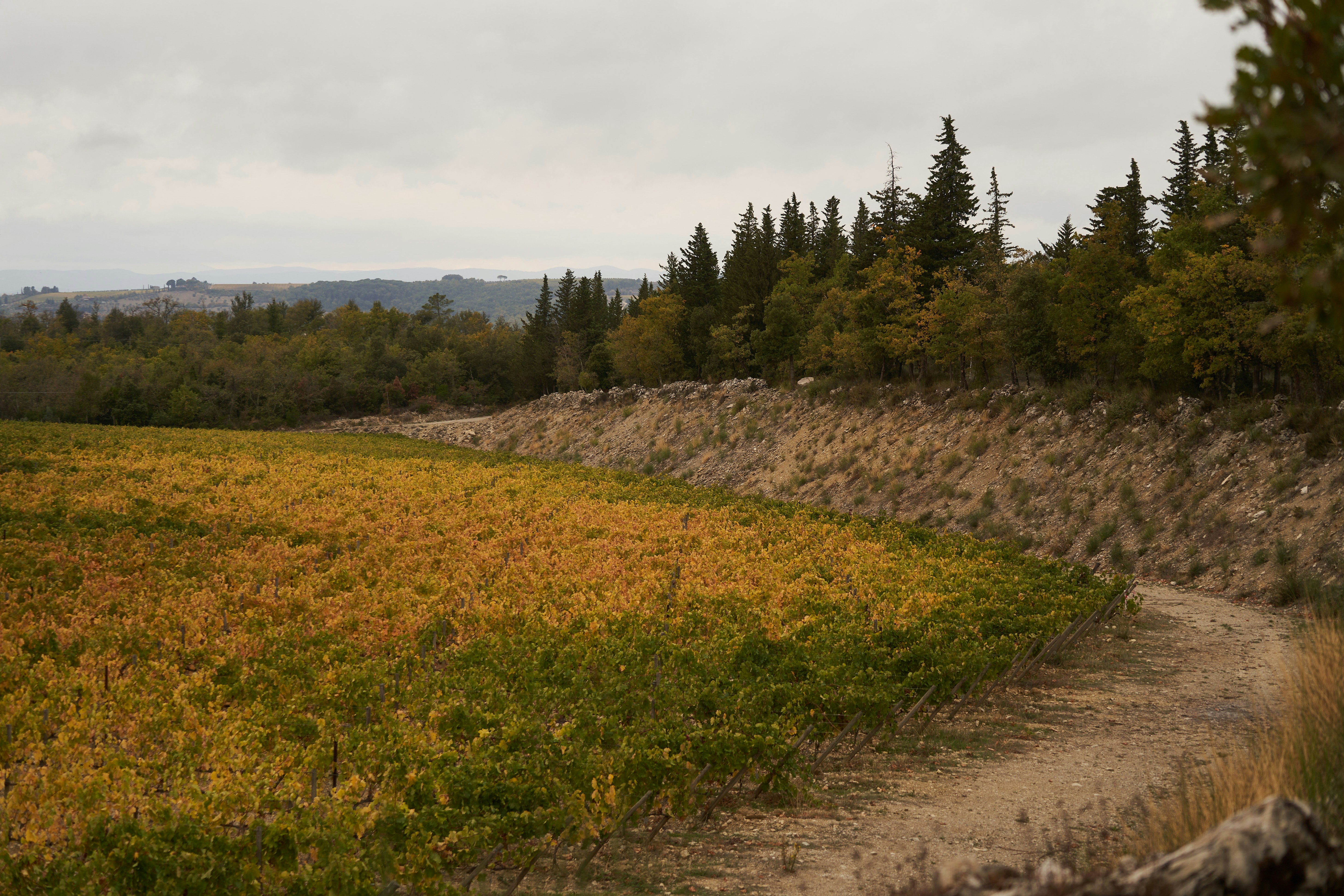 Photo by wolfgang_hasselmann