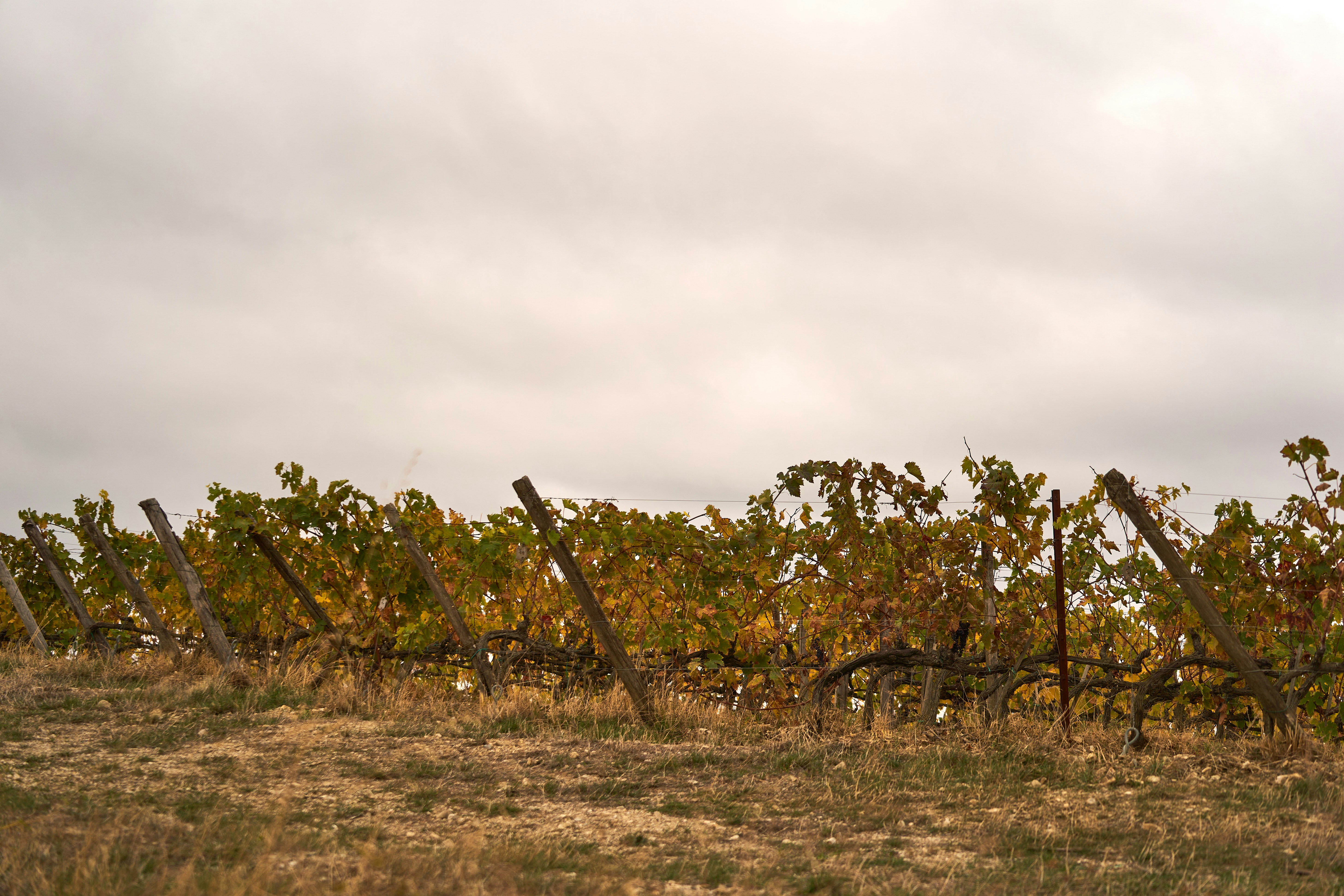 ION Grapevine Slide 1