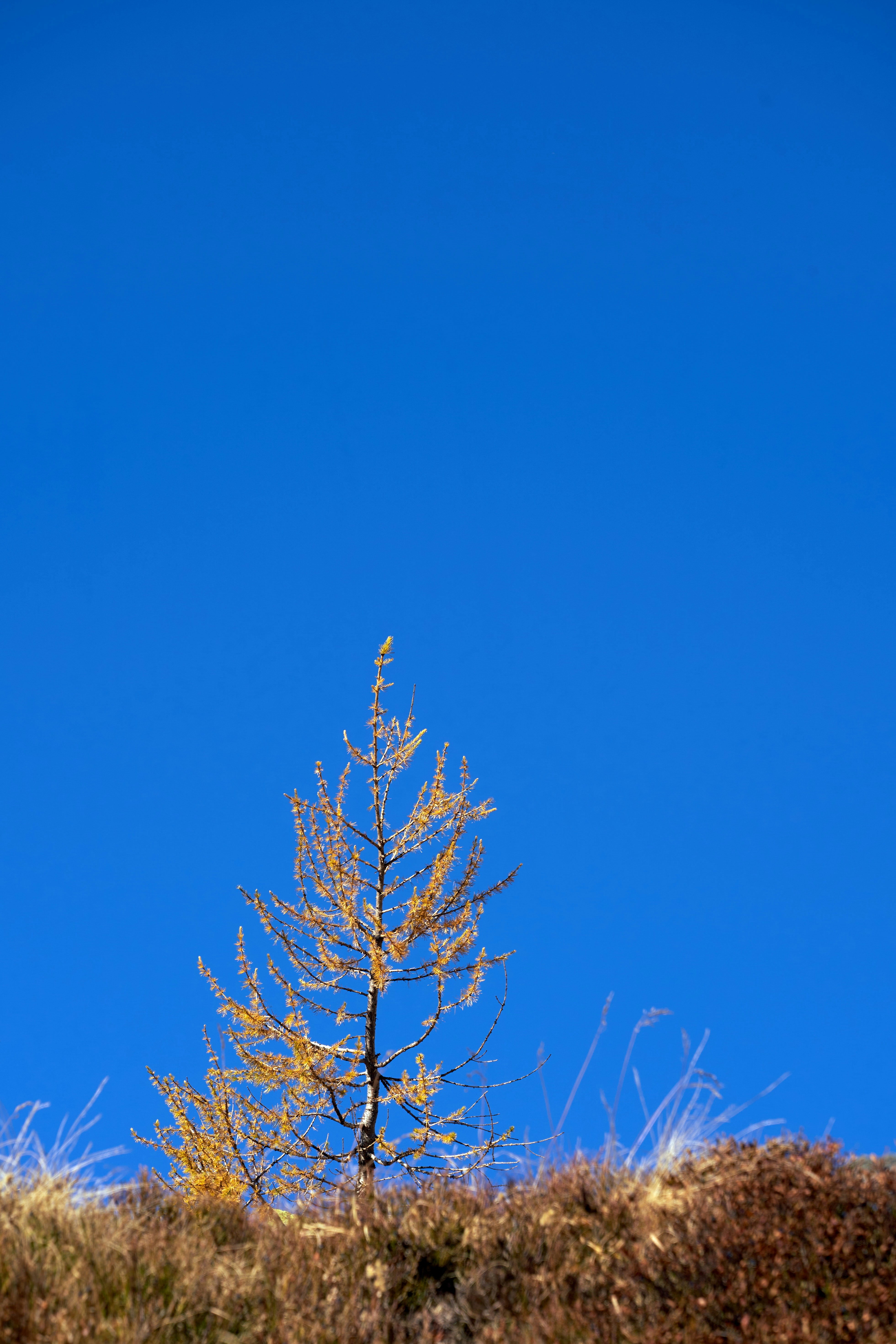 Photo by wolfgang_hasselmann