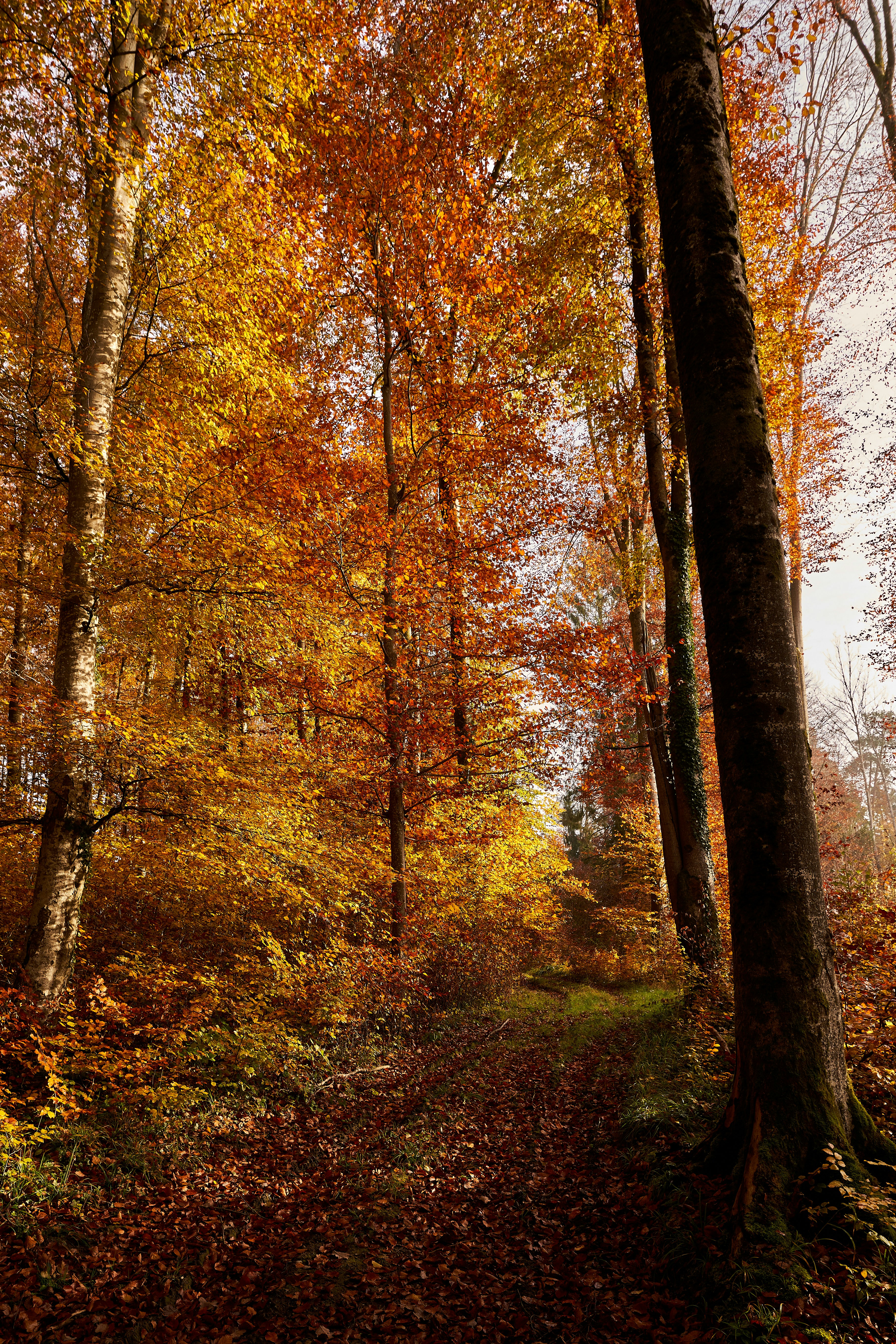 Photo by wolfgang_hasselmann