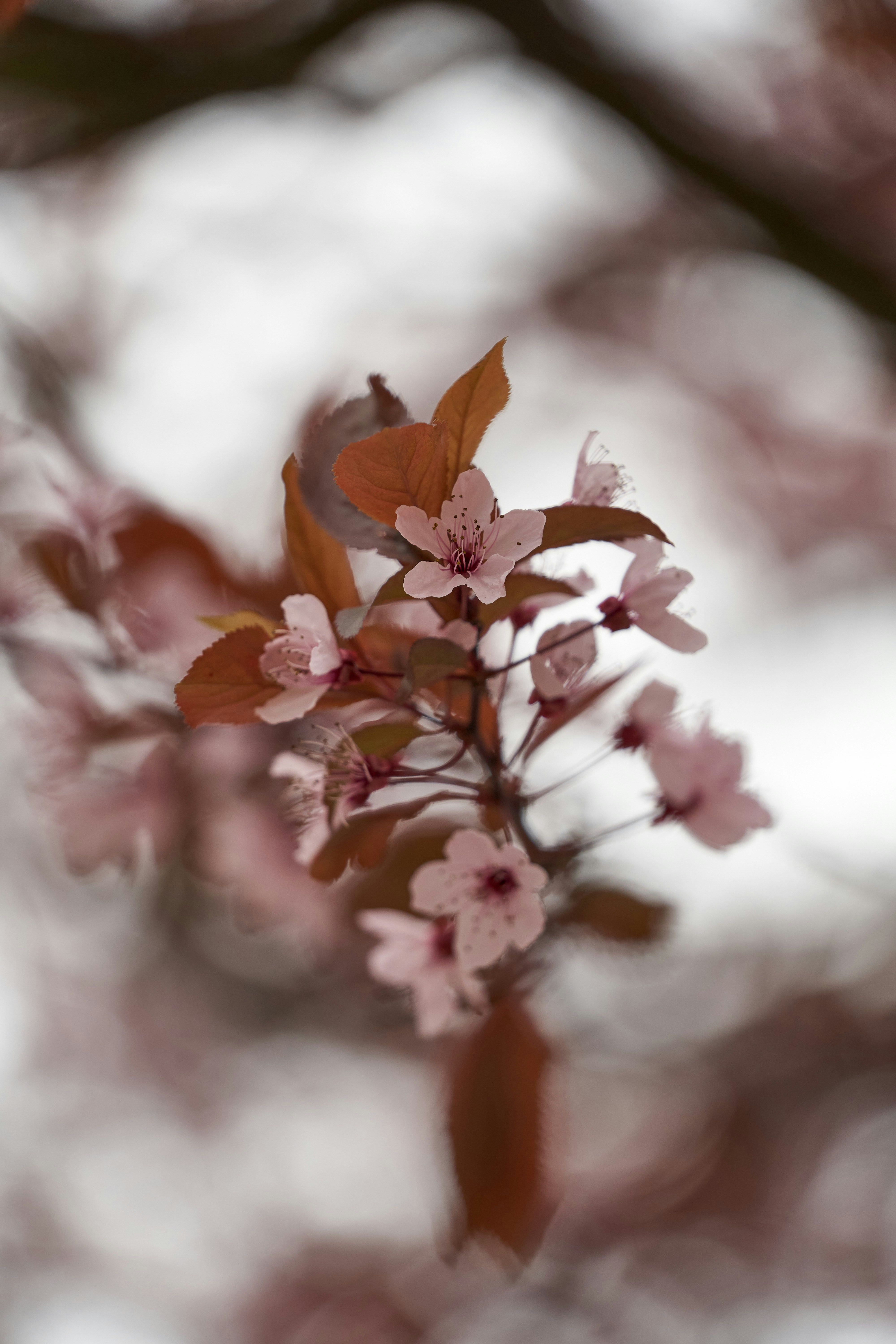 Photo by wolfgang_hasselmann