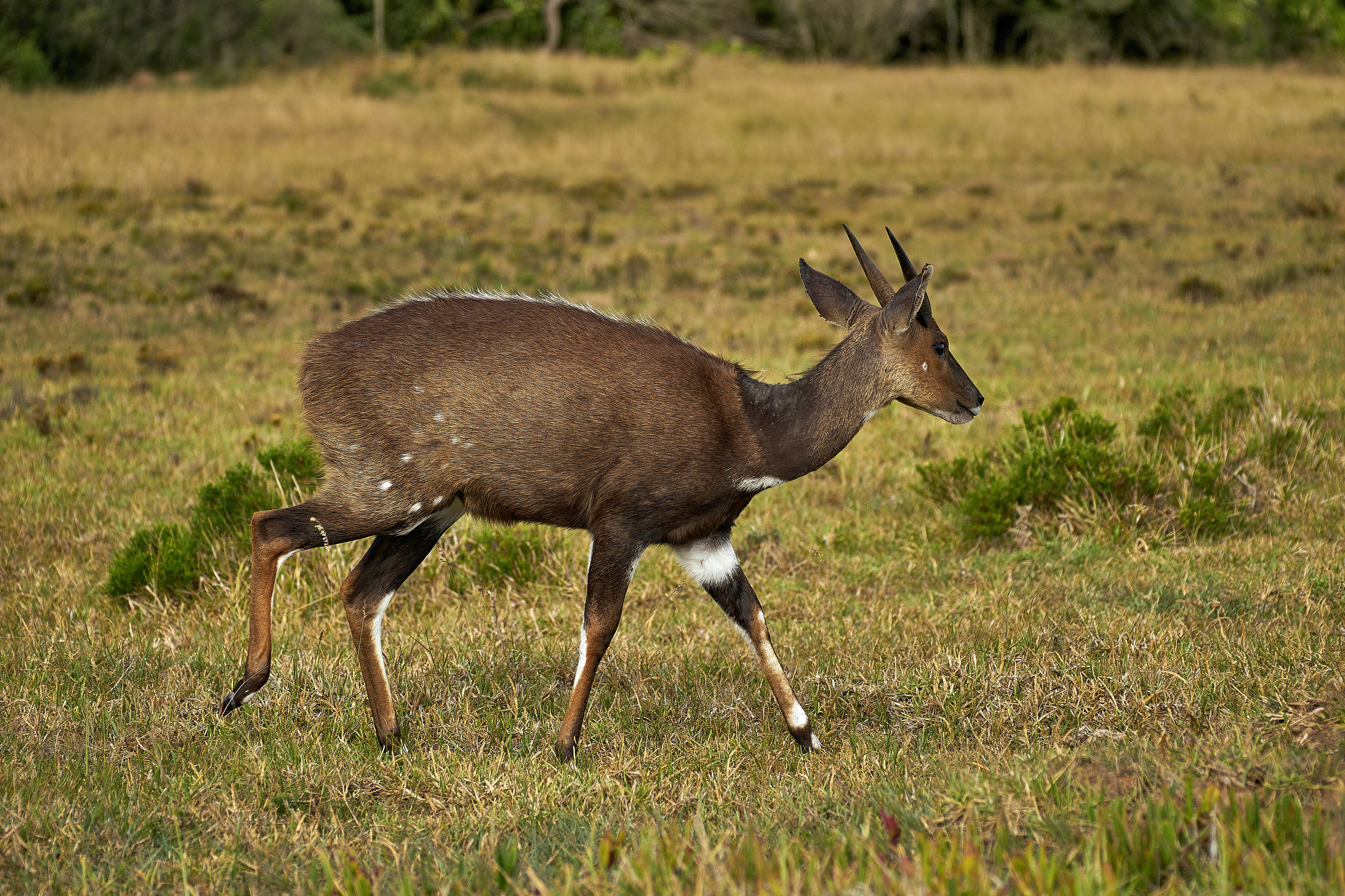 Photo by wolfgang_hasselmann