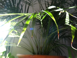 a potted plant in a room with sunlight coming through the leaves