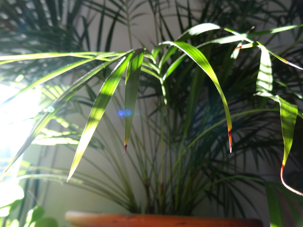 a potted plant in a room with sunlight coming through the leaves