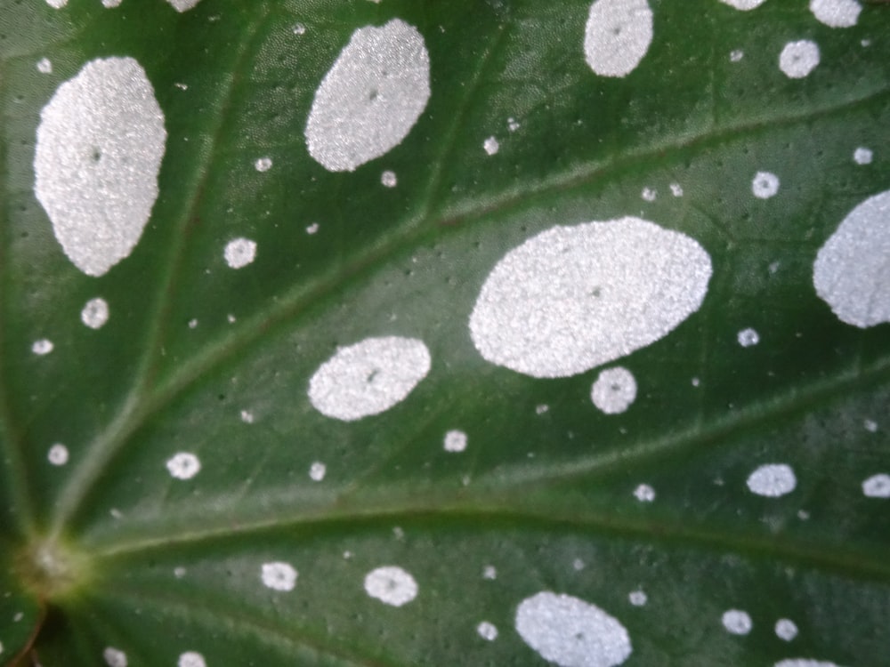 a large green leaf with white spots on it