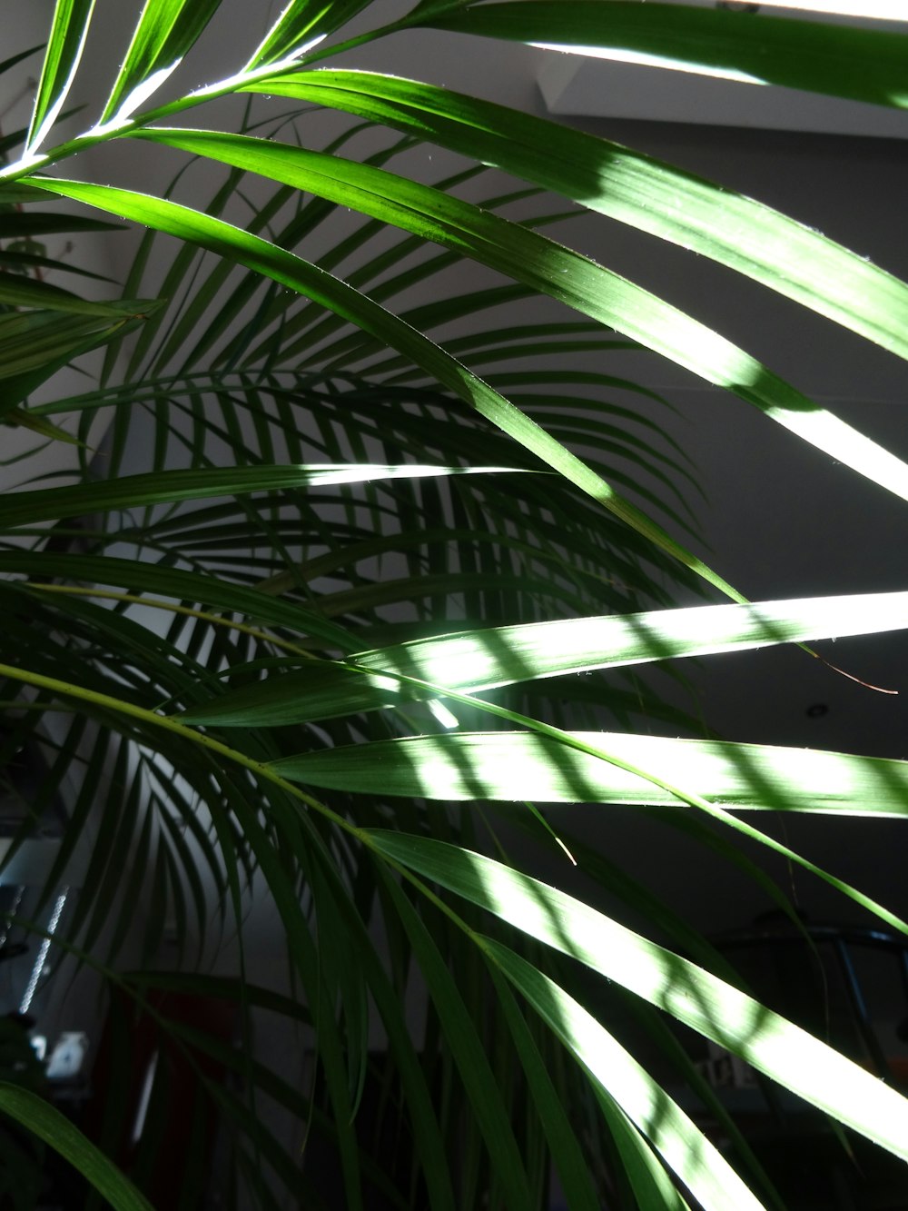 a large green plant in a white room