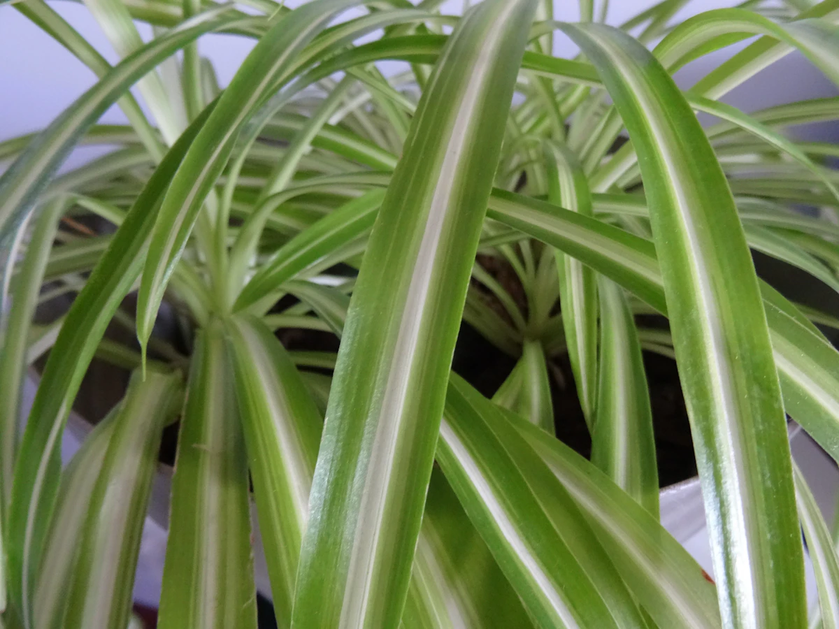 Close-up of Chlorophytum comosum leaves with green and pale stripes