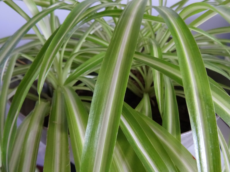 Chlorophytum Comosum — Cinta o Mala Madre