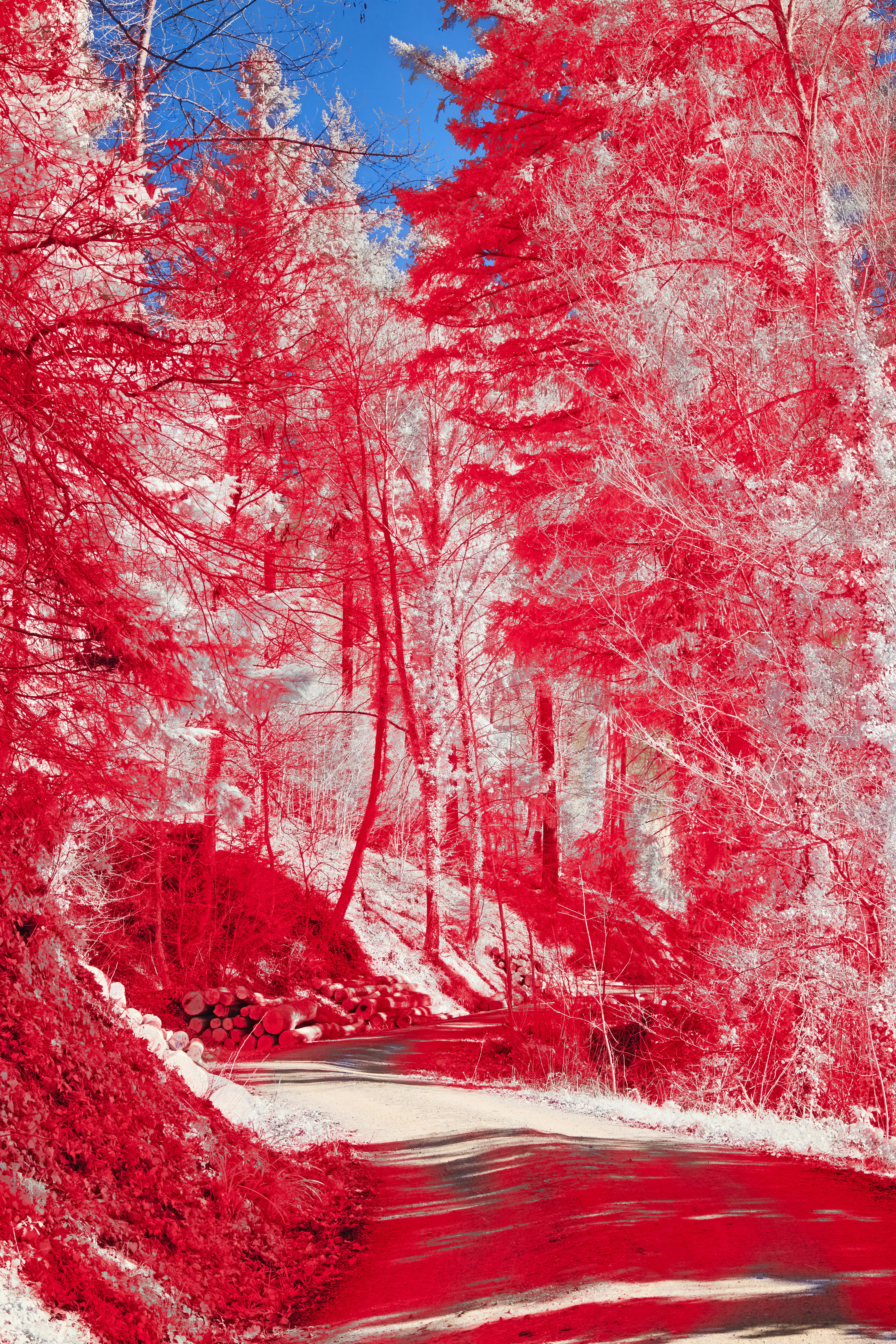 Photo by wolfgang_hasselmann