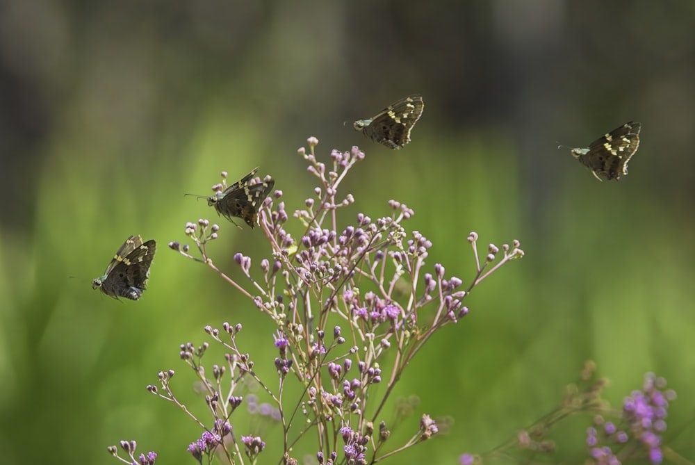 a group of butterflies flying over a purple flower