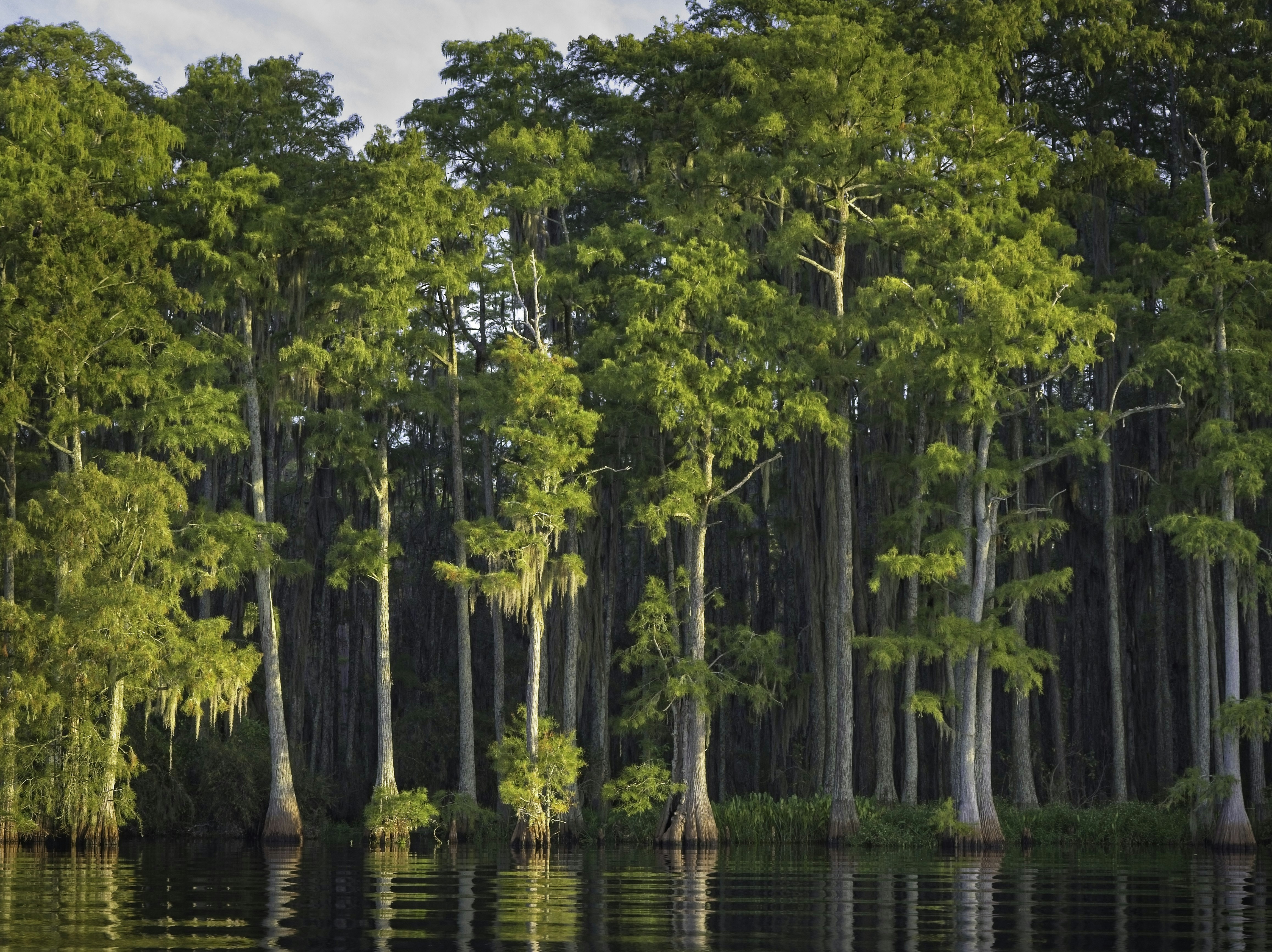 Trees, water, lake, forest, landsacpe