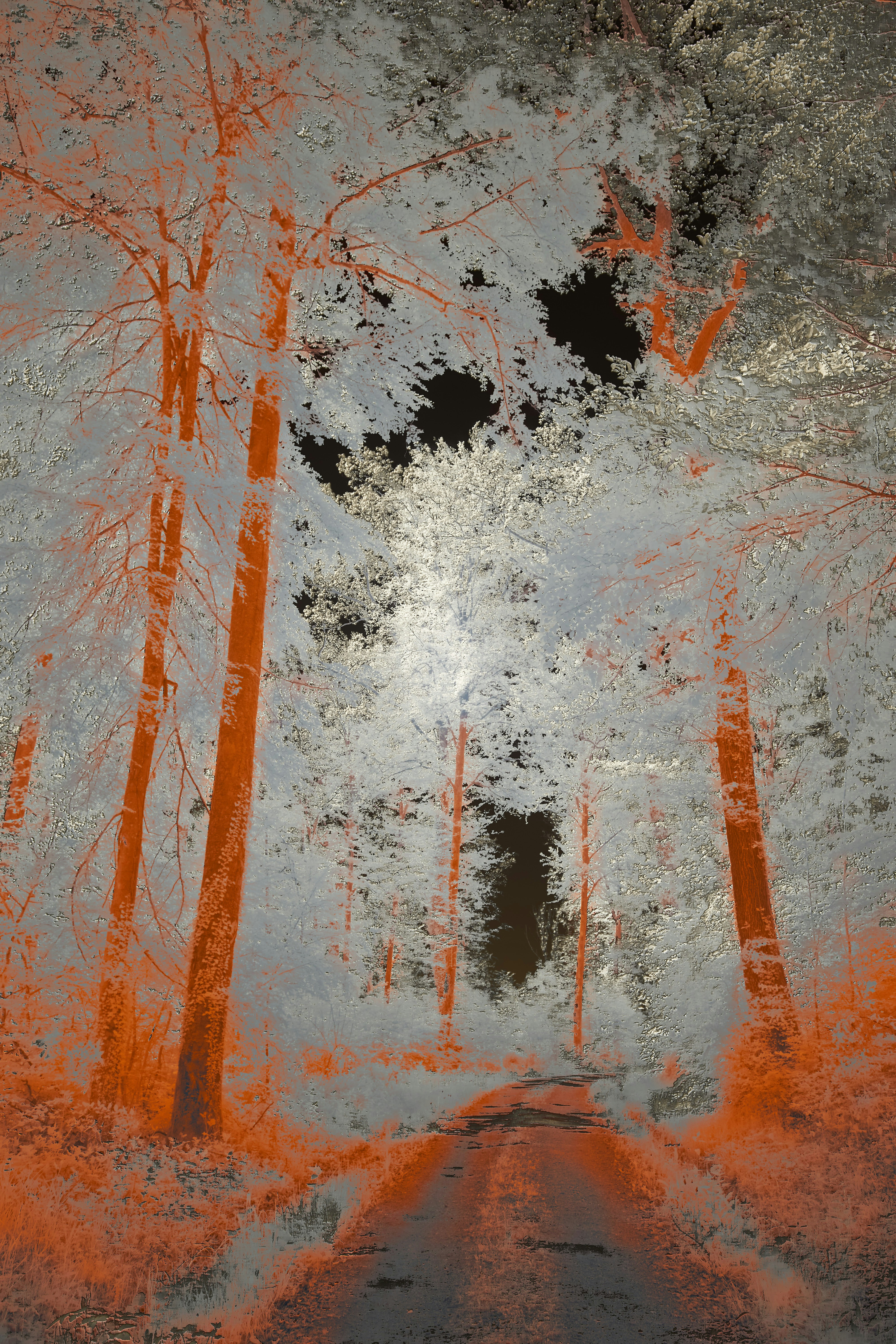 숲이 사라지는 꿈과 그 상징적 의미 알아보기