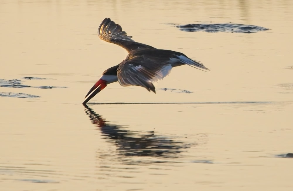 a bird flying over a body of water