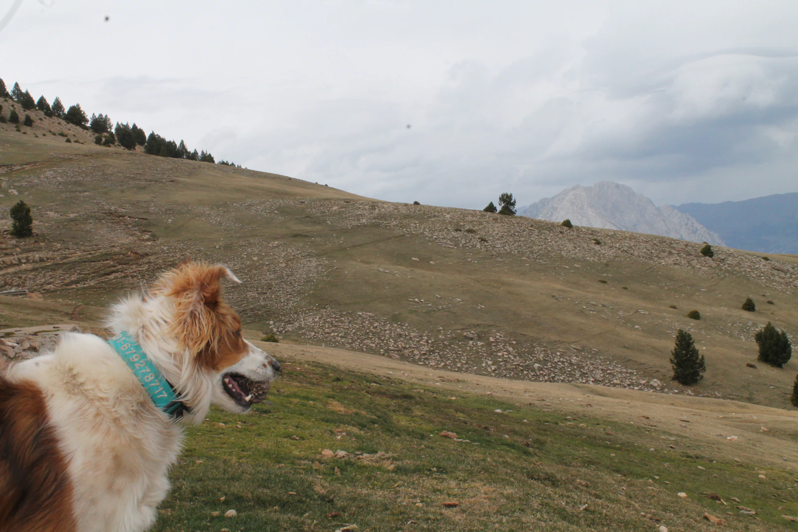 Randonnée en montagne avec un chien