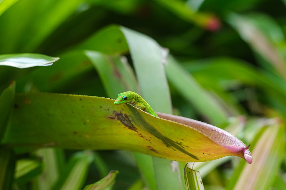 a green lizard sitting on top of a green plant