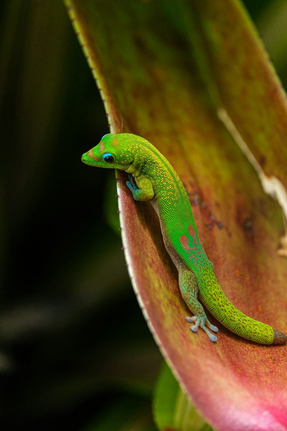 a green gecko sitting on top of a pink flower