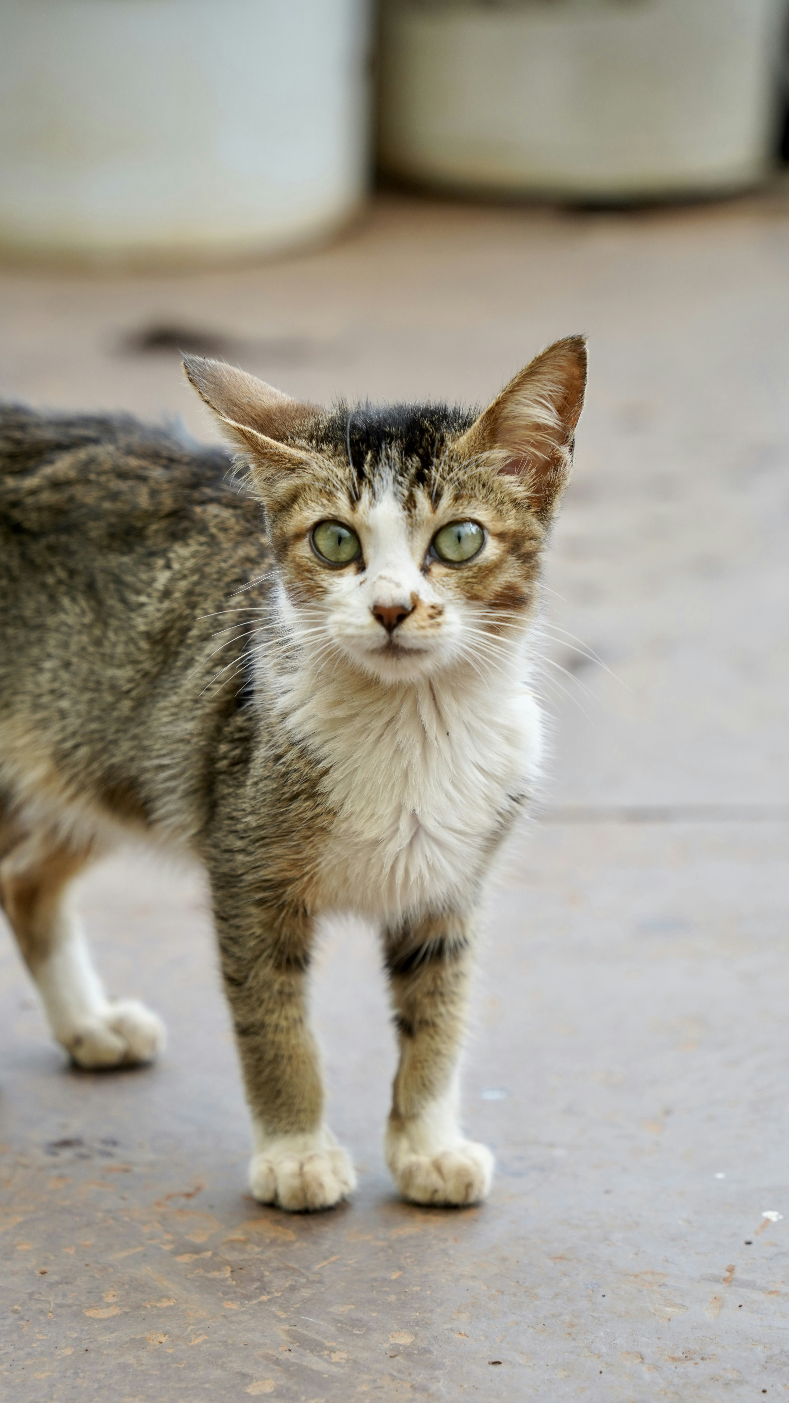 Premium Cat Litter Solutions