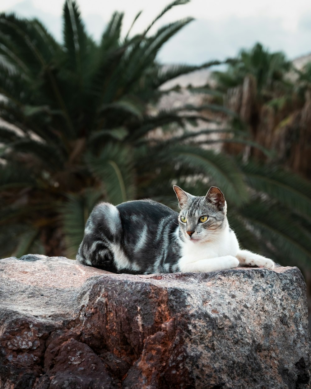 a cat sitting on top of a large rock