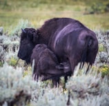 A proud water buffalo mother standing protectively beside her calf in open fields.
