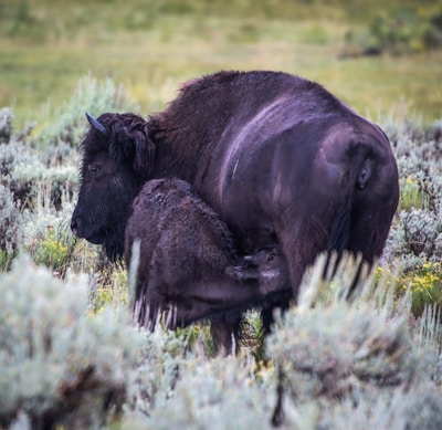 A proud water buffalo mother standing protectively beside her calf in open fields.